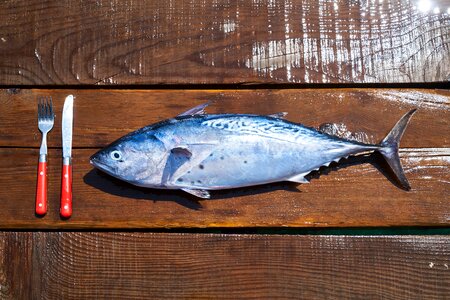 Catch hunter fishing rod