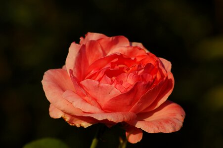 Rosa petals romantica