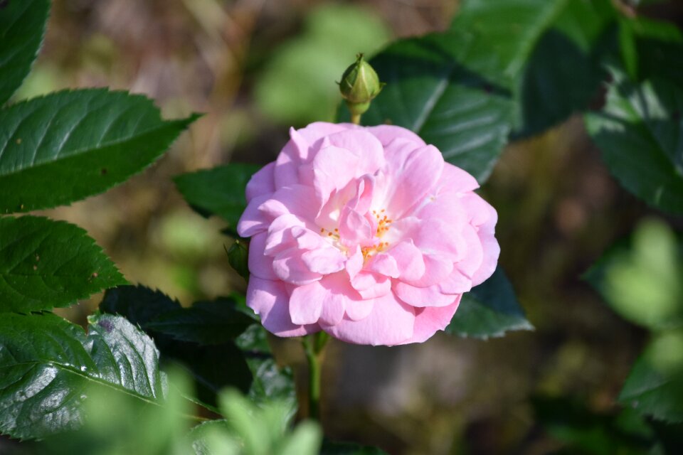 Pale pink flower flowering