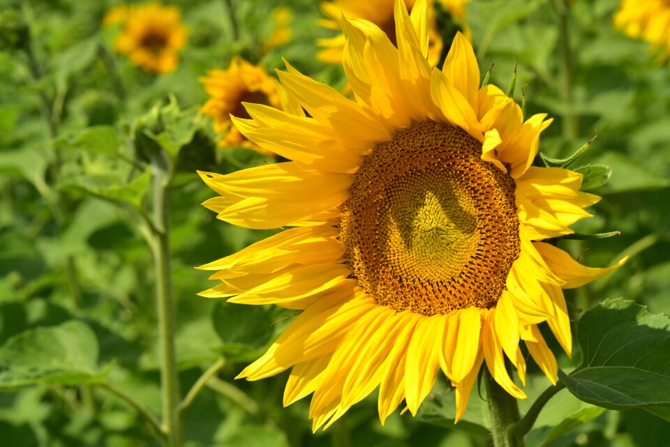 Yellow flower sunny