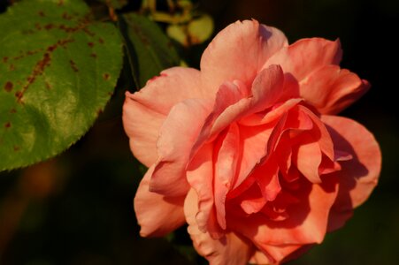 Flower romance petal photo