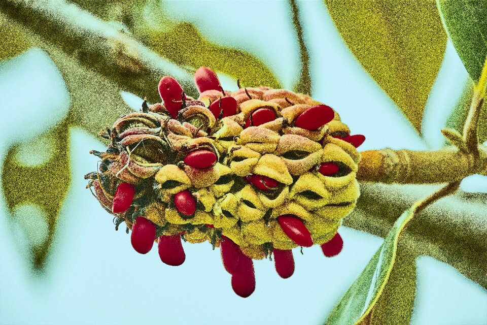 Red nature garden