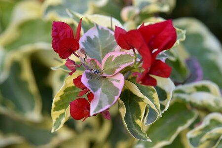 Red bug climber