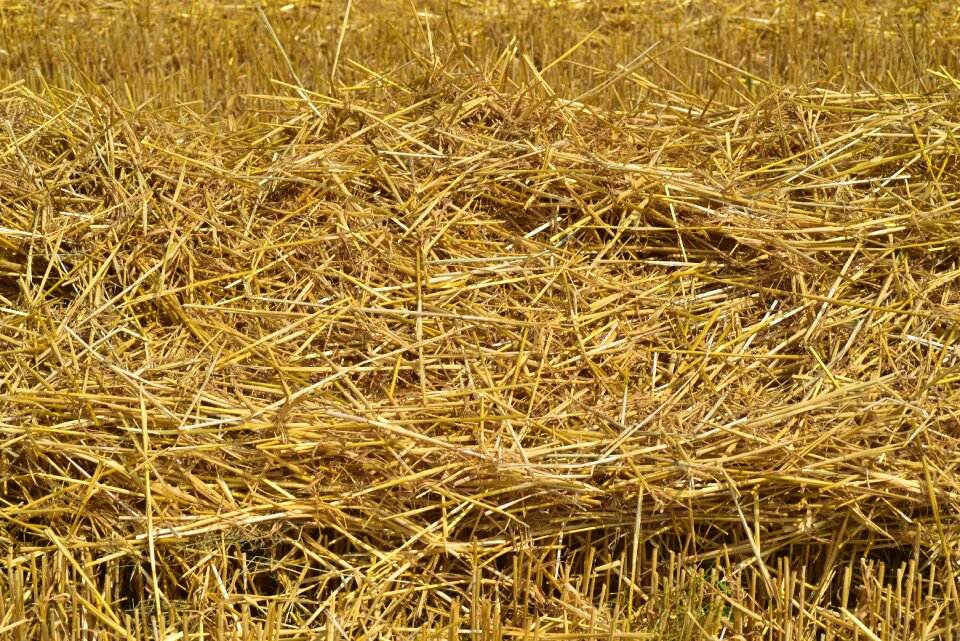 Agriculture nature field