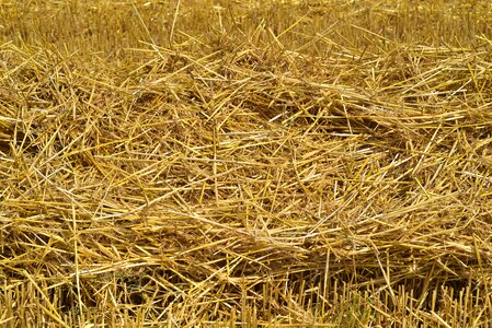 Agriculture nature field