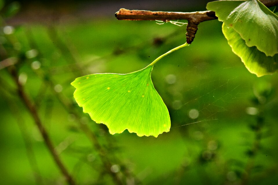 Tree autumn light green