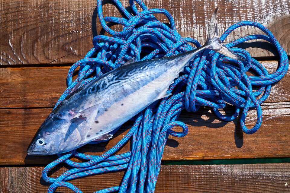 Catch hunter fishing rod