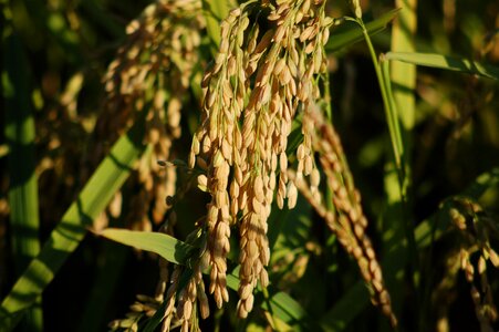 Agriculture cereals cultivation