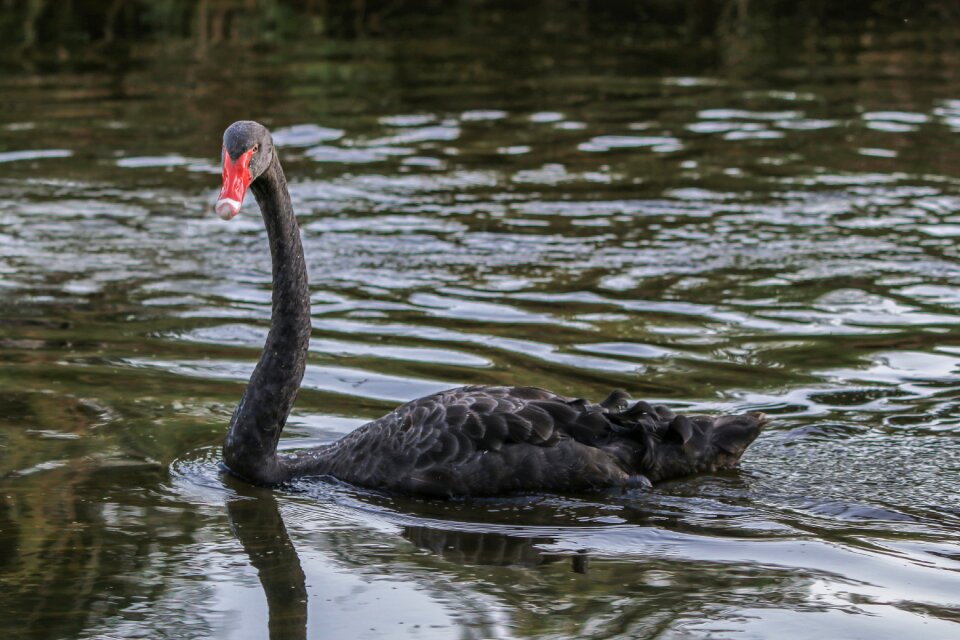 Waters swim mourning swan