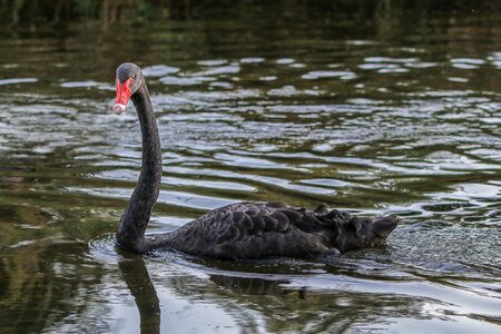 Waters swim mourning swan