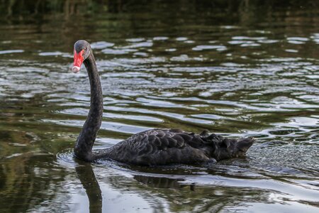 Waters swim mourning swan photo