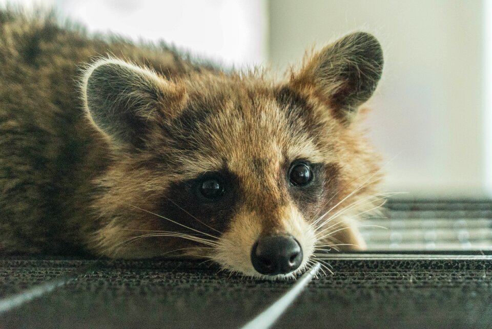 Pet raccoon cafe lassitude