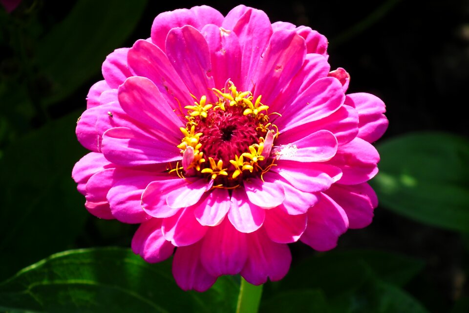 Nature garden macro