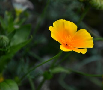 Flower plant flora