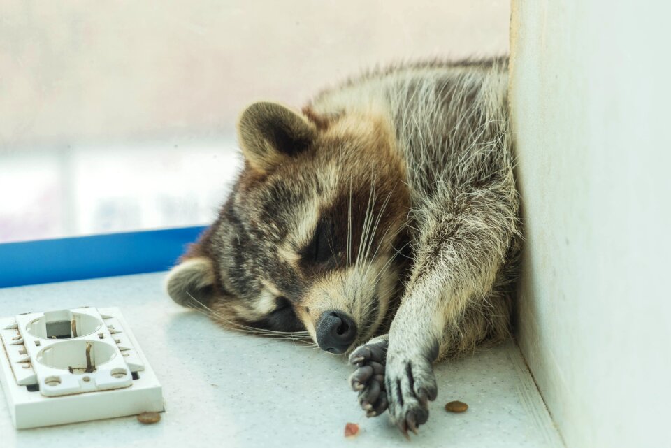 Lassitude raccoon cafe siesta