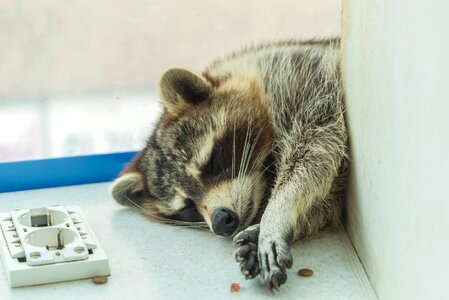 Lassitude raccoon cafe siesta photo