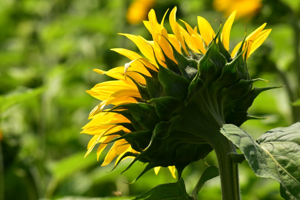 Bloom flower back