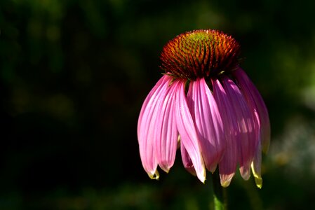 Bloom nature summer photo