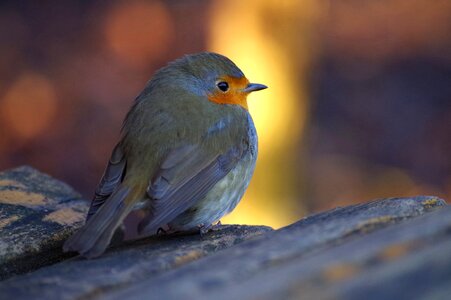 Animal world bird songbird