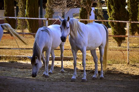Arabian horses four legged equine photo