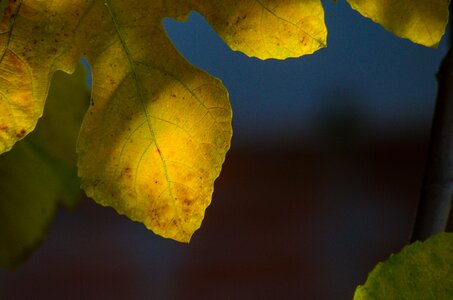Leaves fig tree fig leaves