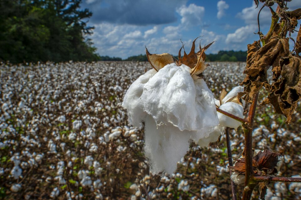 Close up raw cultivated
