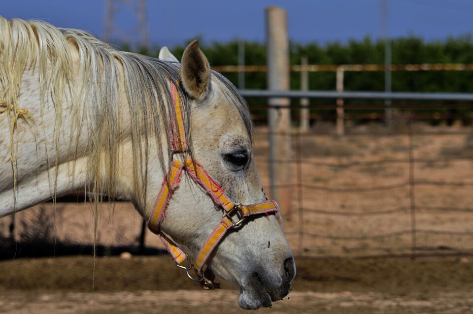 Equine animal horse looks