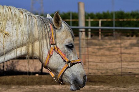 Equine animal horse looks photo