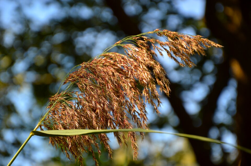 Grasses süssgräser blossom