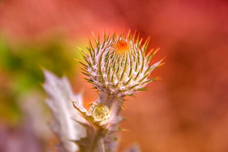 Plant botany reddish photo