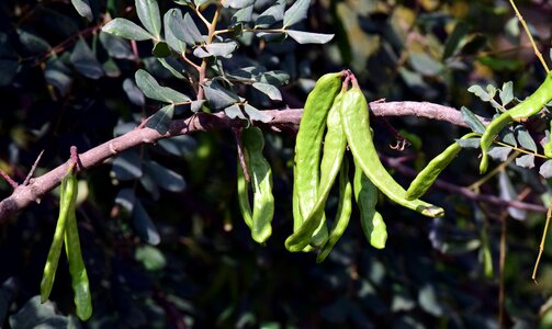 Nature branch leaves