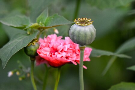 Seed head papaver somniferum narcotic drug