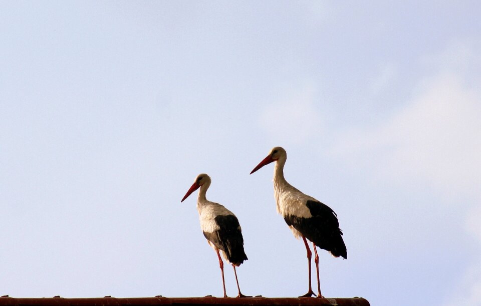 Spring nature wild birds