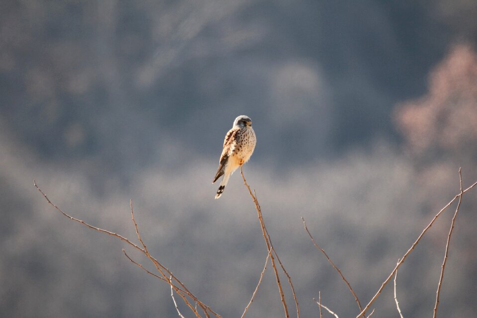 The korean buzzard bird dmz