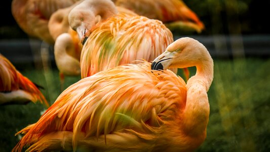 Animal wild birds animals