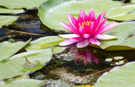 Red water lily summer