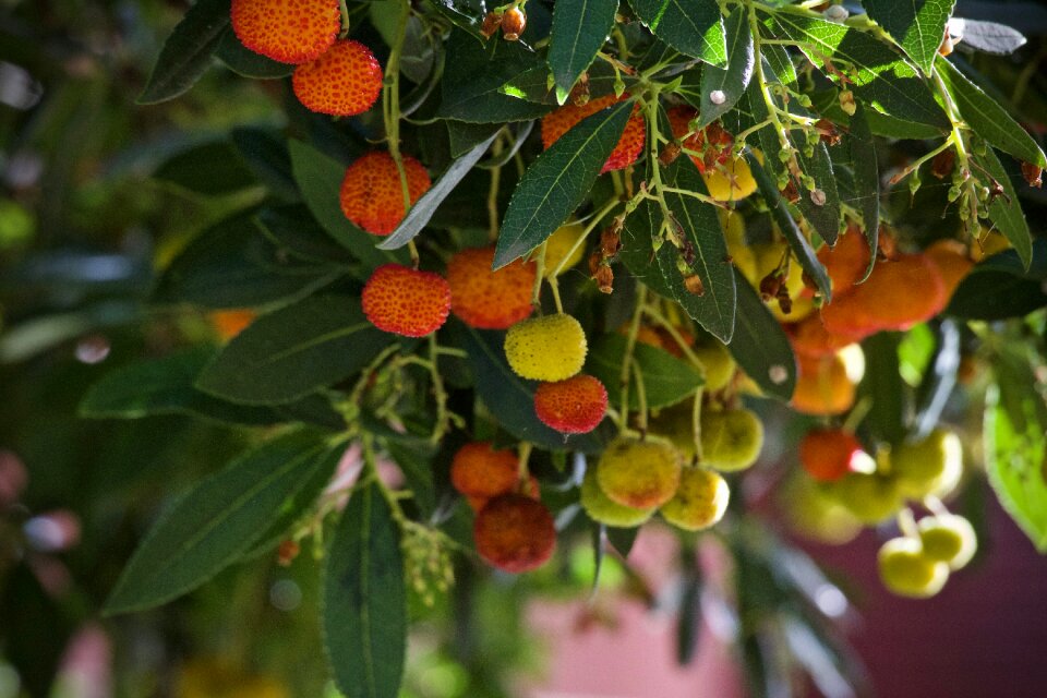 Jam mediterranean vitamins