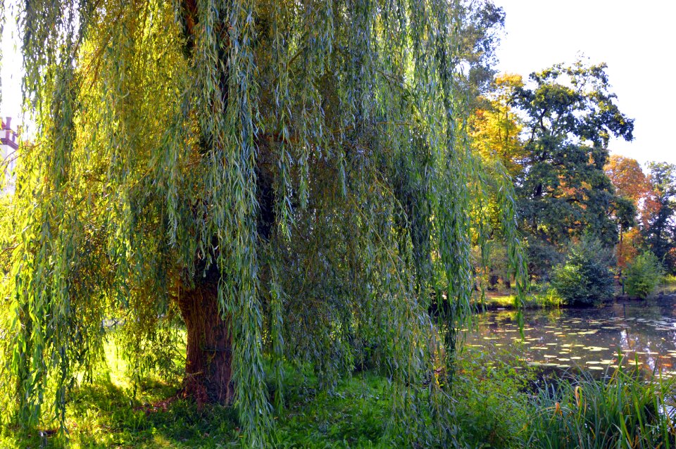 Willow tree deciduous tree nature