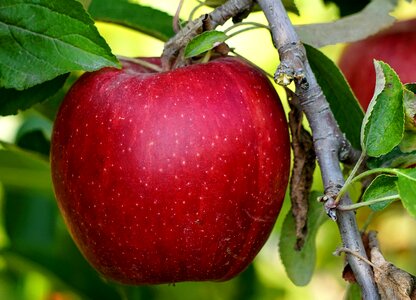 Harvest fruit healthy