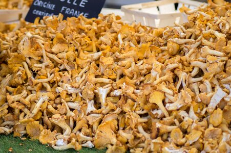 Chanterelle mushrooms market fall photo