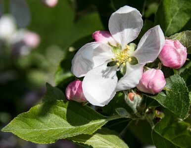 Fruit tree spring blossom