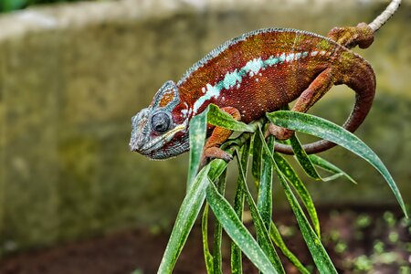 Animal world reptile chameleon