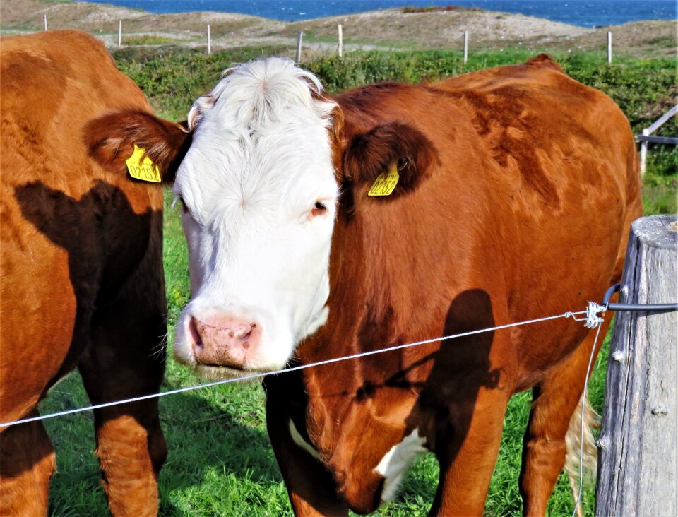 Cattle ruminant mammal