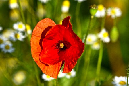 Papaver somniferum opium narcotic drug photo