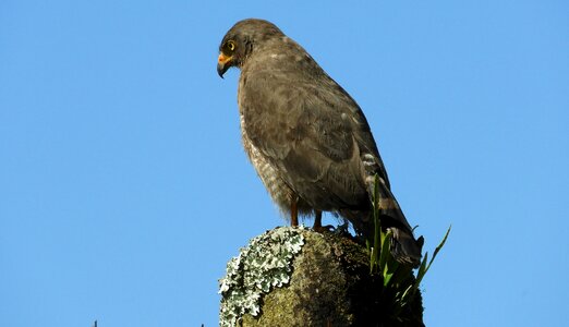 Nature gavilan colombia