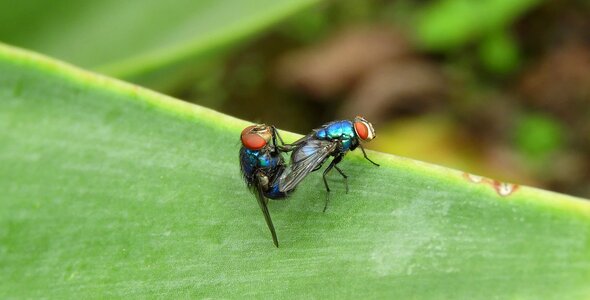 Insects flies colombia
