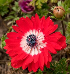 Plant blossom bloom