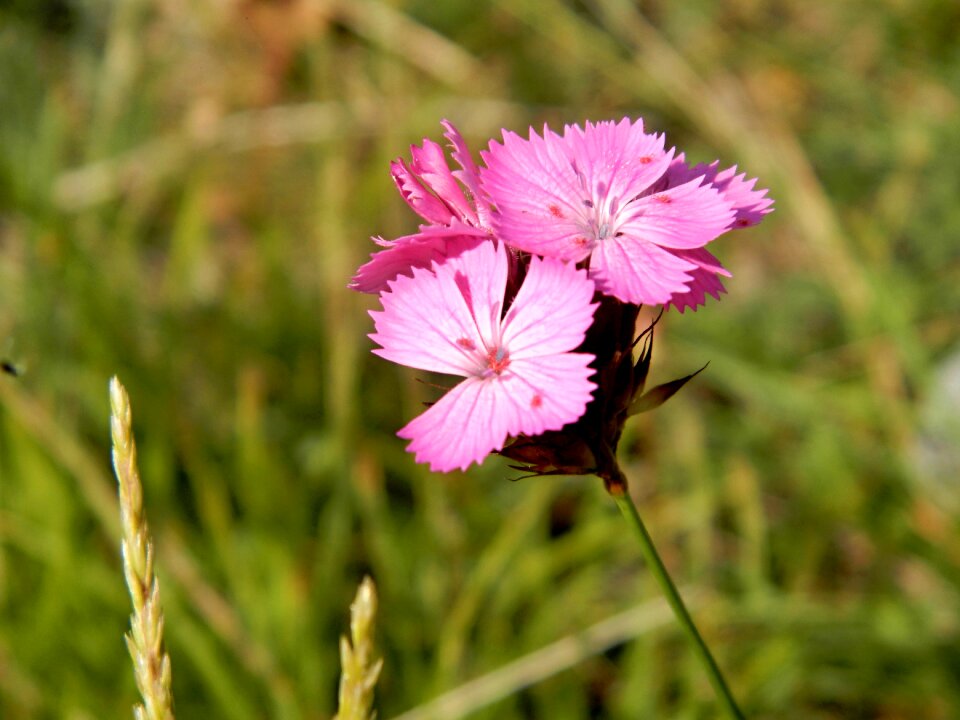 Purple flower mountains Free photos