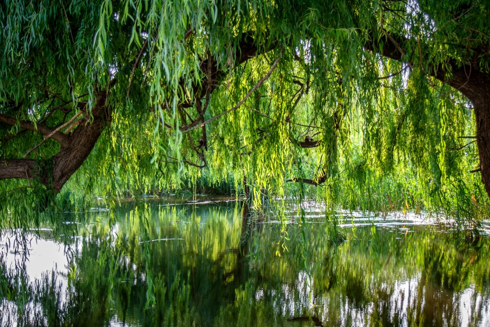 Forest tree river photo