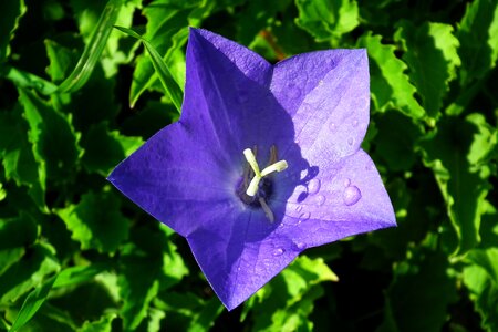 Nature closeup spring photo